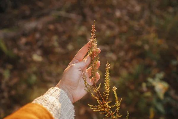 Hand Holding Beautiful Wild Heather Evening Sunlight Close Beautiful Calluna — Stock Photo, Image