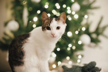 Adorable cat portrait on background of christmas tree lights. Cute kitten with curious look in festive decorated scandinavian room. Pet and winter holidays. Magic atmospheric time clipart
