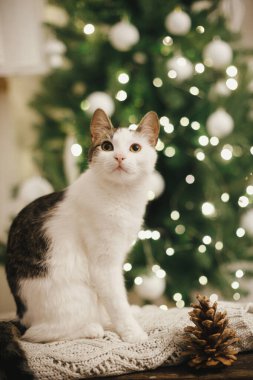 Şirin kedi, Noel ağacı ışıklarının arka planında çam kozalağıyla örülmüş rahat bir süveterin üzerinde oturuyor. Şenlikli, süslü İskandinav odasında meraklı bakışları olan sevimli bir kedi yavrusu. Hayvan ve kış tatilleri