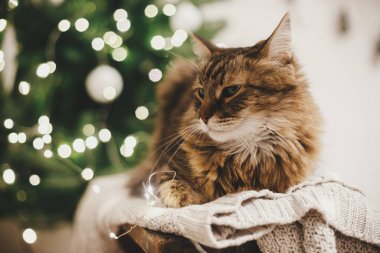 Noel ağacı ışıklarının arka planında örülmüş süveterin üzerinde oturan sevimli tekir kedi. Şirin maine rakunu, şenlikli İskandinav odasında rahatlıyor. Hayvan ve kış tatilleri. Sıcak kış zamanı