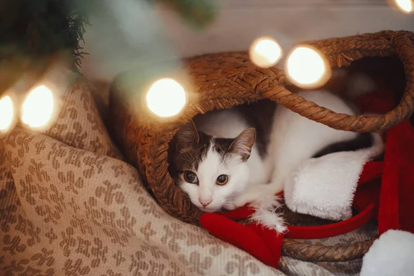 Buon Natale Buon Natale Gatto Adorabile Che Dorme Cesto Paglia — Foto Stock