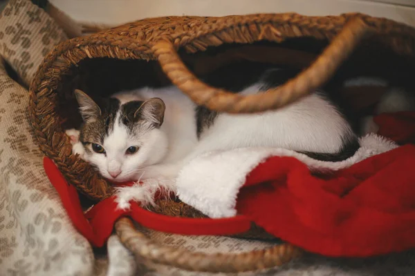 Adorável Gato Dormindo Cesta Palha Rústica Com Chapéu Papai Noel — Fotografia de Stock