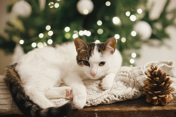 Αξιολάτρευτη Γάτα Κοιμάται Άνετο Πλεκτό Πουλόβερ Κουκουνάρι Φόντο Χριστουγεννιάτικο Δέντρο — Φωτογραφία Αρχείου