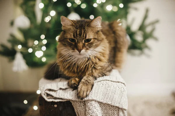 Adorável Gato Tabby Relaxante Suéter Malha Fundo Das Luzes Árvore — Fotografia de Stock