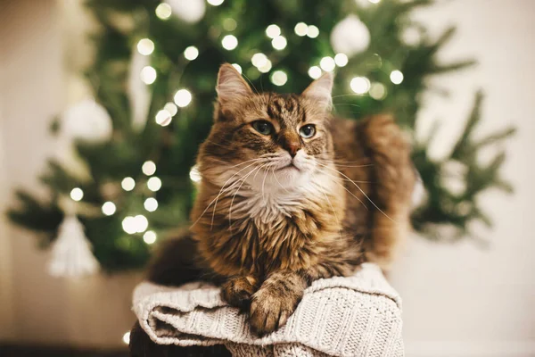 Gatto Tabby Adorabile Seduto Maglione Lavorato Maglia Sfondo Luci Albero — Foto Stock