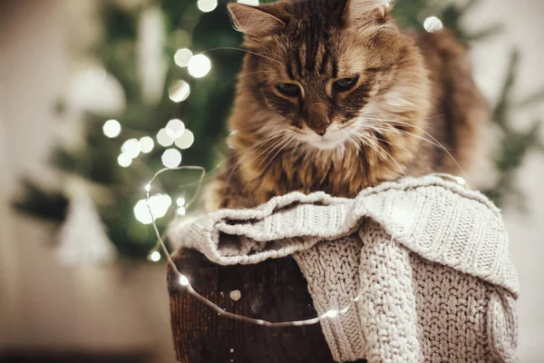 クリスマスツリーを背景に居心地の良いセーターに座ってクリスマスライト付きの快適なタビー猫 お祝いのスカンディナヴィアの部屋でリラックスしたかわいいメーン クーン ペットと冬の休日 メリークリスマス — ストック写真