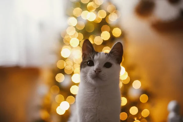 Magický Zimní Čas Veselé Vánoce Rozkošný Kočičí Portrét Pozadí Vánoční — Stock fotografie