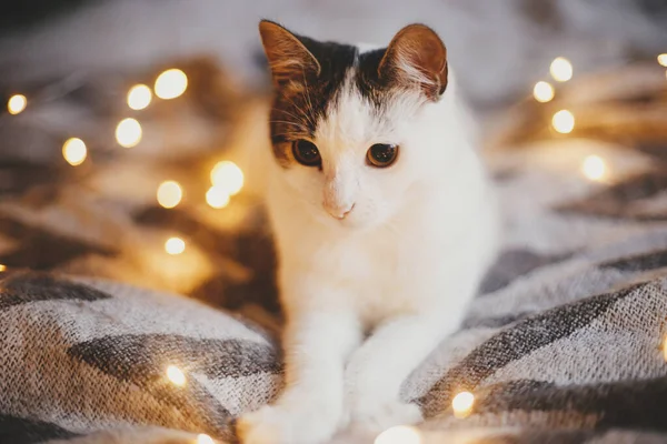 Feliz Navidad Adorable Gato Acostado Cama Acogedora Fondo Las Luces — Foto de Stock