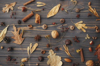 Sonbahar arkaplanı düzleşmişti. Sonbahar yaprakları, böğürtlen, fındık, anason, meşe palamudu, kır ağaçlarında çam kozalağı. Merhaba sonbahar ve Şükran Gününüz kutlu olsun. Sonbahar deseni