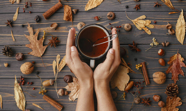 Hands holding warm cup of tea on background of autumn leaves, berries, nuts, anise, acorns, pine cones on rustic dark wood. Hello autumn and Happy Thanksgiving. Autumn flat lay
