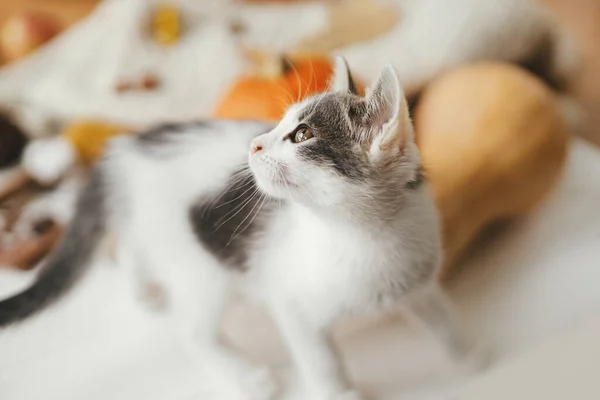 Cute Kitten Portrait Background Autumn Leaves Pumpkin Cozy Sweaters White — Stock Photo, Image