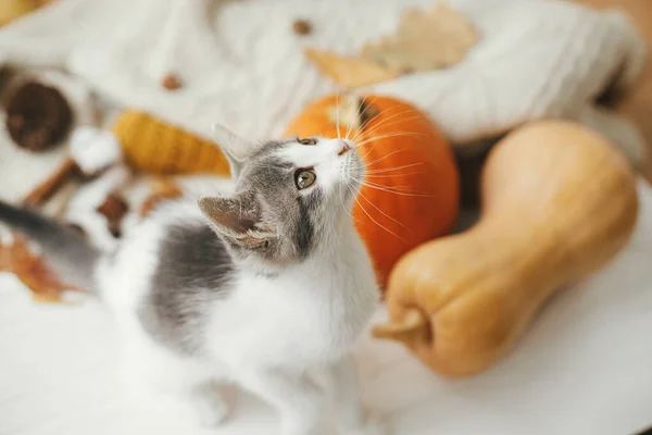 Retrato Gatinho Bonito Fundo Folhas Outono Abóbora Suéteres Acolhedores Madeira — Fotografia de Stock