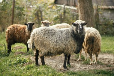 Kırsal kesimdeki ağaçların altında yeşil çayırlarda otlayan koyunlar. Köydeki koyun sürüsü. Tatlı koyunlar ve kuzular. Çiftlik arazisi ve tarım