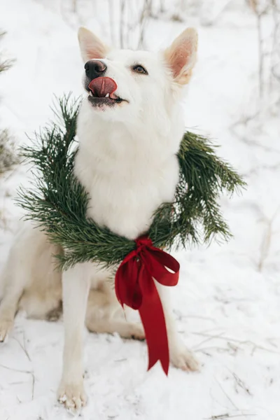 Kar Parkında Oturan Noel Çelenginde Şirin Bir Köpek Karlı Çam — Stok fotoğraf