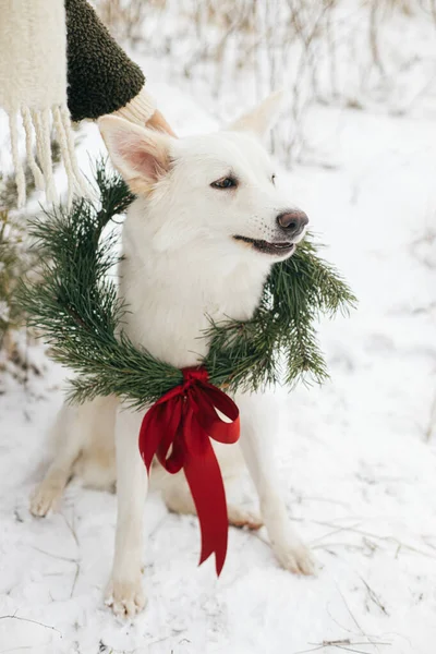 圣诞花环中可爱的狗 雪地冬季公园的主人 可爱的瑞士牧羊犬 头戴圣诞花环 头戴松树枝 头戴红色弓 乡村寒假 圣诞快乐 — 图库照片