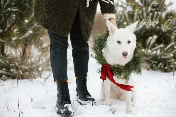 Noel Çelenginde Şirin Bir Köpek Karlı Kış Parkının Sahibi Kırmızı — Stok fotoğraf