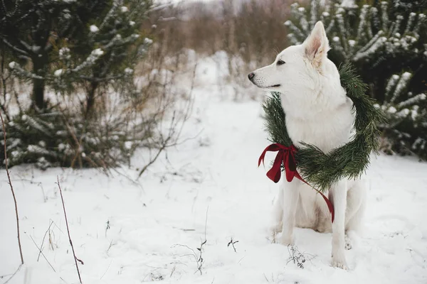 メリークリスマス 雪の冬の公園に座ってクリスマスリースでかわいい犬 雪の松の木で赤い弓とスタイリッシュなクリスマスリースで愛らしい白い犬の肖像画 田舎での冬の休日 — ストック写真
