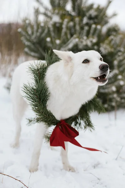 Cute Dog Christmas Wreath Barking Snow Winter Park Adorable White — Stock Photo, Image