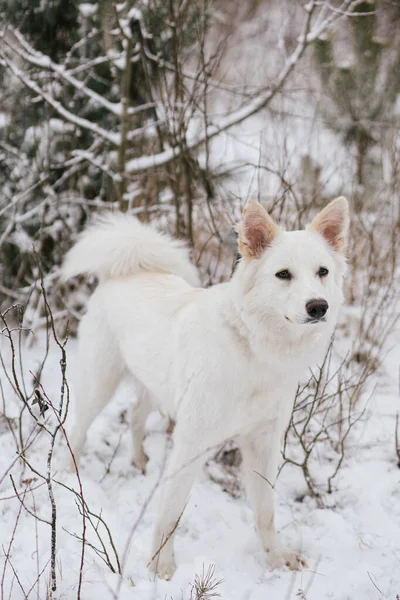 Aranyos Kutya Havas Téli Parkban Imádnivaló Fehér Kutya Áll Fák — Stock Fotó