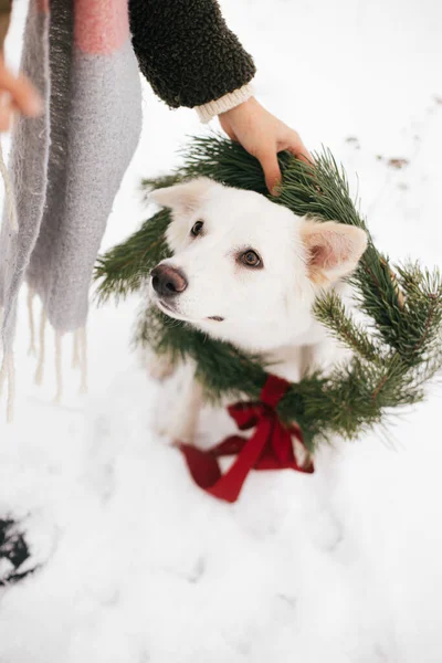 Woman Putting Christmas Wreath Cute Dog Snowy Winter Park Stylish — Stock Photo, Image