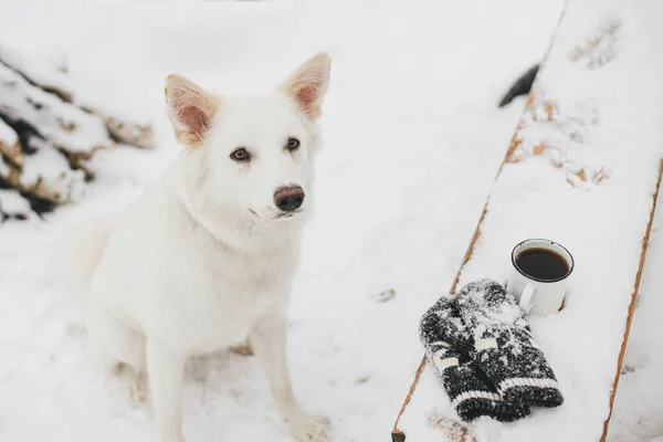 Leuke Hond Zittend Bij Warme Kop Thee Gezellige Gebreide Handschoenen — Stockfoto