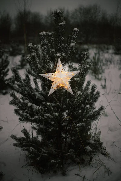 Big Illuminated Christmas Star Snowy Pine Tree Winter Park Night — Stock Photo, Image