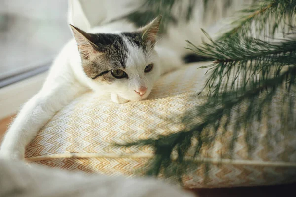 Adorable Chaton Couché Sur Oreiller Jaune Sous Des Branches Sapin — Photo