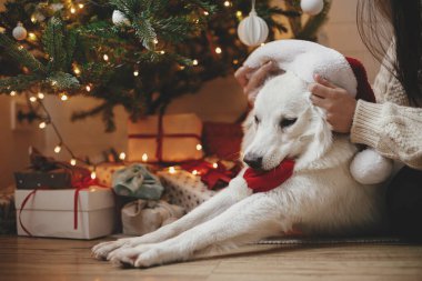 Noel Baba şapkalı sevimli komik köpek Noel ağacının altında hediyeler ve ışıklarla oynuyor. Şenlikli İskandinav odasında şirin beyaz köpek sahibiyle oynuyor. Hayvan ve kış tatilleri. İyi tatiller.!