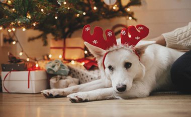 Ren geyiği boynuzları içinde hediyeler ve ışıklarla Noel ağacının altında yatan sevimli köpek. Şenlikli İskandinav odasında sahibini rahatlatan sevimli beyaz köpek. Hayvan ve kış tatilleri. İyi tatiller.!