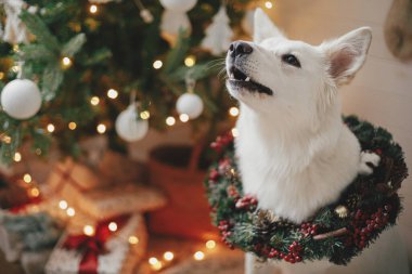 Noel çelenginde sevimli bir köpek Noel ağacının arka planında hediyeler ve ışıklarla oturuyor. Şenlikli İskandinav odasında geleneksel Xmas çelengi giyen sevimli beyaz köpek. Hayvan ve kış tatilleri