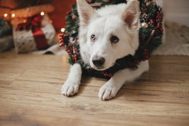Noel çelenginde sevimli bir köpek Noel ağacının arka planında hediyeler ve ışıklarla oturuyor. Şenlikli İskandinav odasında duran Xmas çelenginde duran şirin beyaz köpek portresi. Mutlu Noeller.!