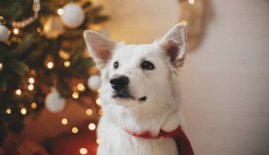 Mutlu Noeller! Kırmızı Noel Baba eşarplı sevimli köpek Noel ağacının arka planında hediyeler ve ışıklarla oturuyor. Şenlikli İskandinav odasında şirin beyaz köpek portresi. İyi tatiller.!