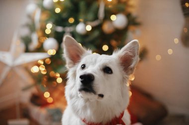 Kırmızı Noel Baba eşarplı sevimli köpek Noel ağacının arka planında hediyeler ve ışıklarla oturuyor. Süslü İskandinav odasında şirin beyaz köpek portresi. Hayvan ve kış tatilleri