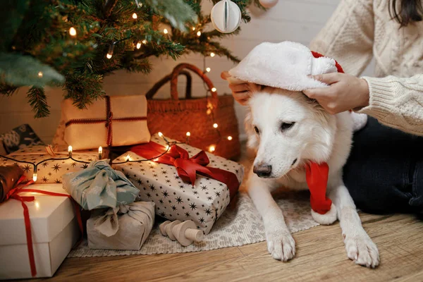 Стильная Женщина Надевает Очаровательную Собачью Шляпу Санта Рождественскую Елку Подарками — стоковое фото