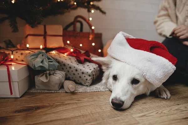 ギフトやライトとクリスマスツリーに横たわっている赤いサンタの帽子の愛らしい犬 お祝いのスカンディナヴィアの部屋でリラックスしたかわいい白い犬の肖像画 ペットと冬の休日 メリークリスマス — ストック写真