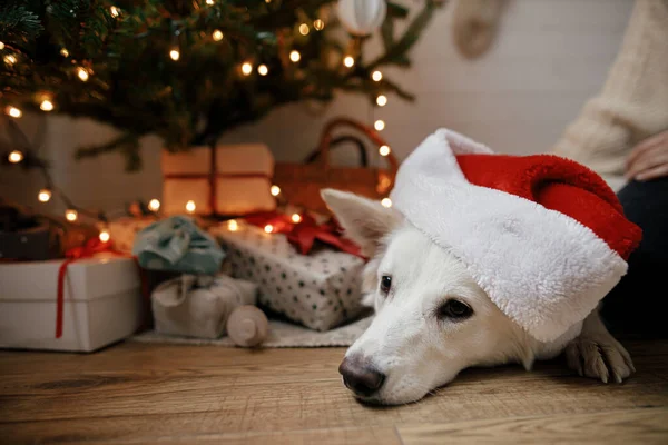 Veselé Vánoce Rozkošný Pes Červené Santa Klobouk Ležící Vánočním Stromečku — Stock fotografie
