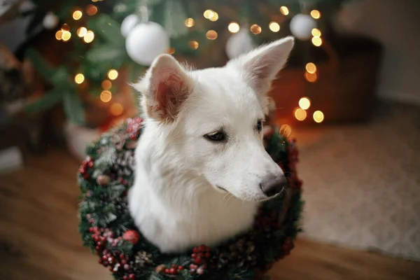 可爱的小狗 戴着圣诞花环 坐在圣诞树的后面 带着礼物和灯光 在节日丑闻的房间里 可爱的白狗头戴圣诞花环的画像 假期快乐 — 图库照片