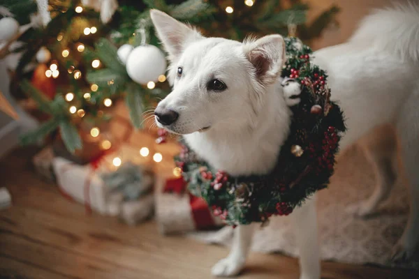 Uroczy Pies Świątecznym Wieńcu Siedzi Tle Choinki Prezentami Światłami Cute — Zdjęcie stockowe