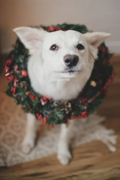 Adorable Dog Christmas Wreath Sitting Festive Scandinavian Room Portrait Cute — Stock Photo, Image