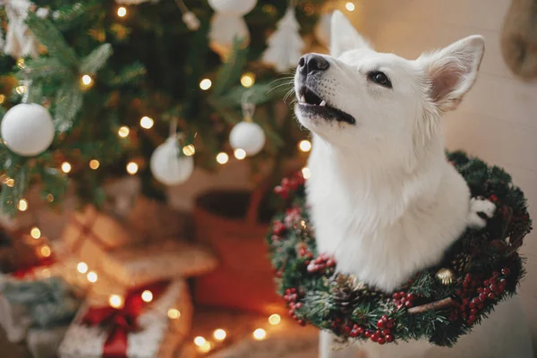 Очаровательная Собака Рождественском Венке Сидит Фоне Рождественской Елки Подарками Огнями — стоковое фото