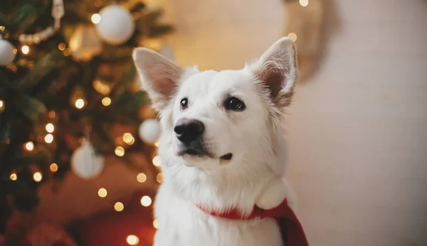 Mutlu Noeller Kırmızı Noel Baba Eşarplı Sevimli Köpek Noel Ağacının — Stok fotoğraf