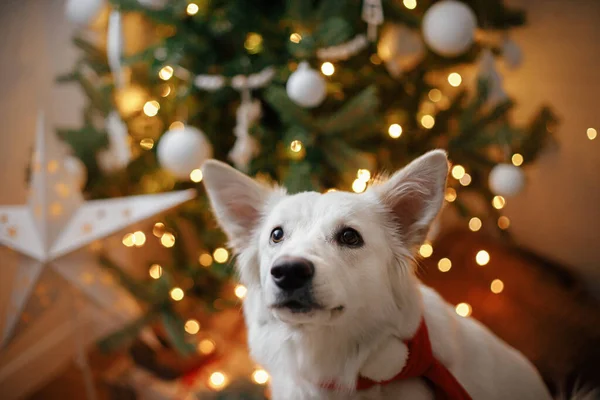 可爱的狗 戴着红色的桑塔围巾 坐在圣诞树的后面 带着礼物和灯光 在装饰华丽的音乐厅里的可爱的白狗的画像 宠物和寒假 — 图库照片