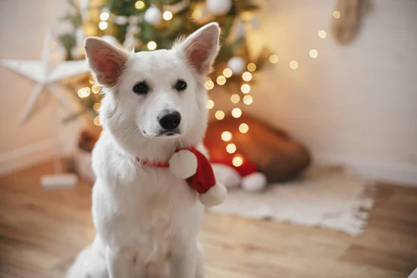 クリスマスツリーを背景にギフトやライトで座っている赤いサンタスカーフの愛らしい犬 お祝いの装飾されたスカンディナヴィアの部屋でかわいい白い犬の肖像画 ペットと冬の休日 — ストック写真