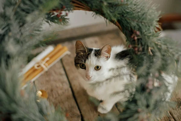 Gatinho Bonito Olhando Para Grinalda Natal Rústica Com Ramos Pinho — Fotografia de Stock