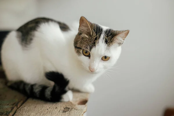 Niedliche Kleine Katze Mit Lustigem Blick Sitzt Auf Rustikalem Holz — Stockfoto