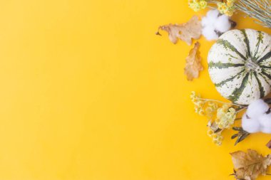 Şükran Günü yatıyordu. Şık çizgili balkabağı, sonbahar çiçekleri, pamuk ve sarı arka planda yapraklar. Metin için alan ile modern sonbahar sınırı. Mutlu Şükran Günleri ve Cadılar Bayramı kartı