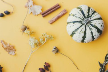 Mutlu Şükran Günleri ve Cadılar Bayramı kartları. Şık çizgili balkabağı, sonbahar çiçekleri, tarçın, yapraklar, sarı arka planda böğürtlen. Modern düşüş kompozisyonu. Sonbahar düzlüğü