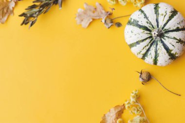 Sonbahar yatağı. Şık çizgili balkabağı, sonbahar çiçekleri, yapraklar, sarı arka planda böğürtlen. Metin için alanı olan modern asgari düşüş kompozisyonu. Mutlu Şükran Günleri ve Cadılar Bayramı kartı