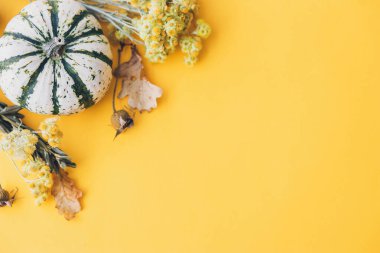 Sonbahar yatağı. Şık çizgili balkabağı, sonbahar çiçekleri, yapraklar, sarı arka planda böğürtlen. Metin için alanı olan modern asgari düşüş kompozisyonu. Mutlu Şükran Günleri ve Cadılar Bayramı kartı