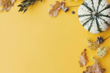 Şükran Günü yatıyordu. Şık çizgili balkabağı, sonbahar çiçekleri, yapraklar, sarı arka planda böğürtlen. Metin için alan ile modern sonbahar sınırı. Mutlu Şükran Günleri ve Cadılar Bayramı kartı